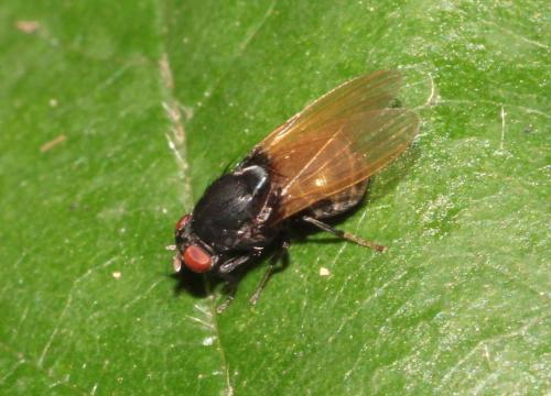 Réf. 289 293 : Minettia longipennis